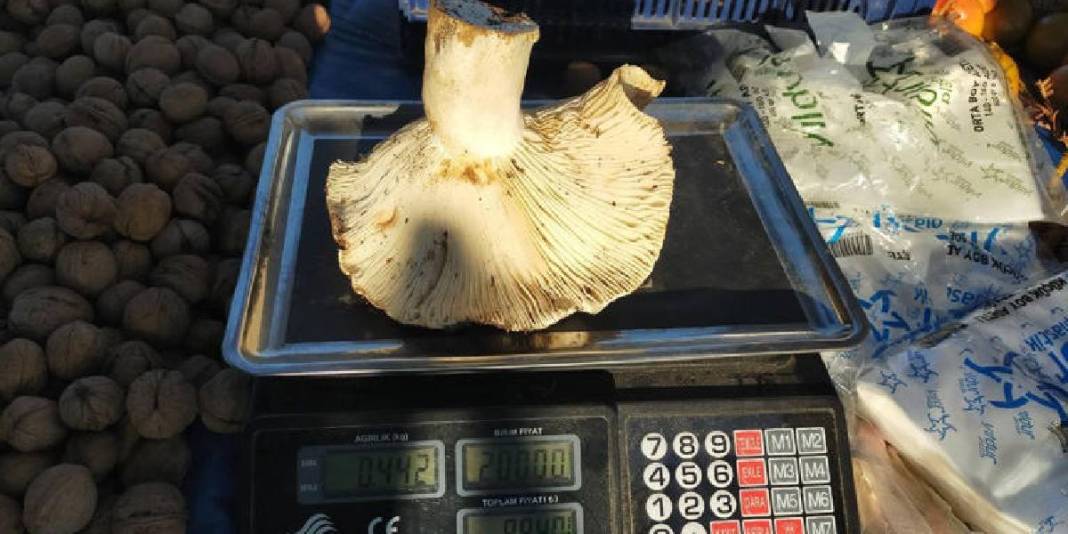 1800 rakımlı yayladan topladı pazara taşıdı! Tanesi 400-600 gram arasında değişiyor: Dev mantar pazarın ilgi odağı 4